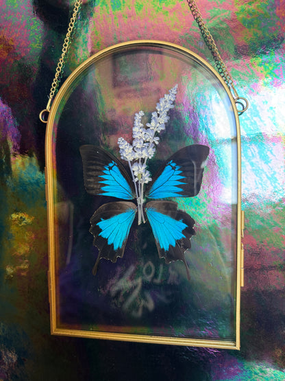Flora & Fauna Frames — Winged Botanicals
