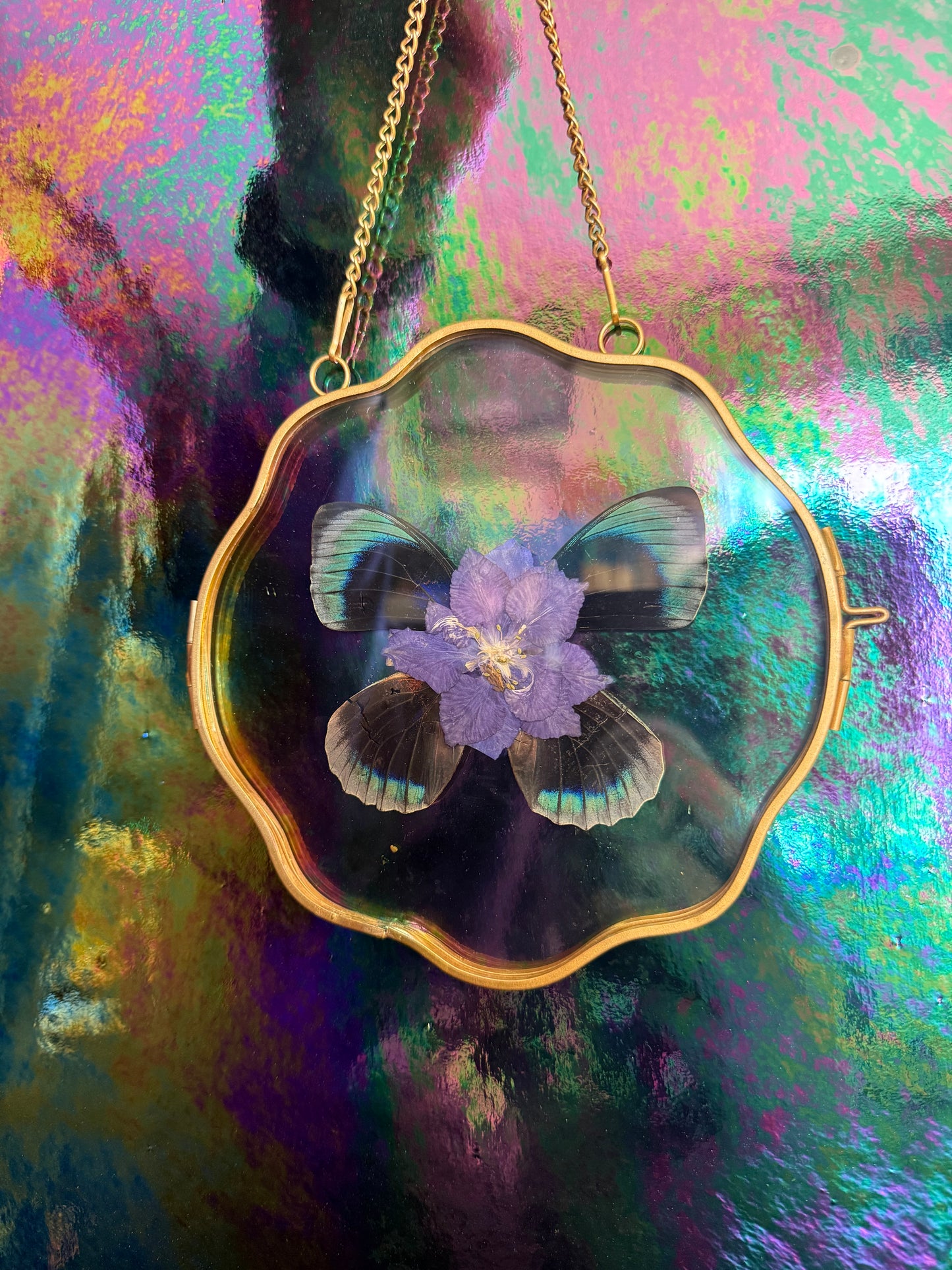 Flora & Fauna Frames — Winged Botanicals