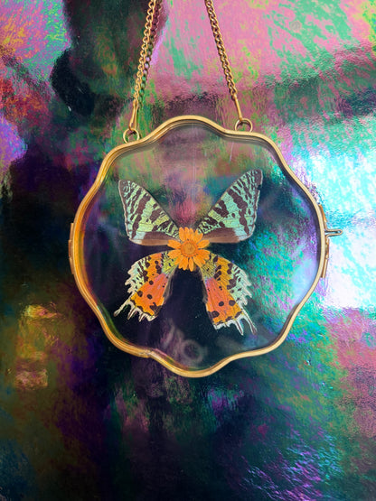 Flora & Fauna Frames — Winged Botanicals