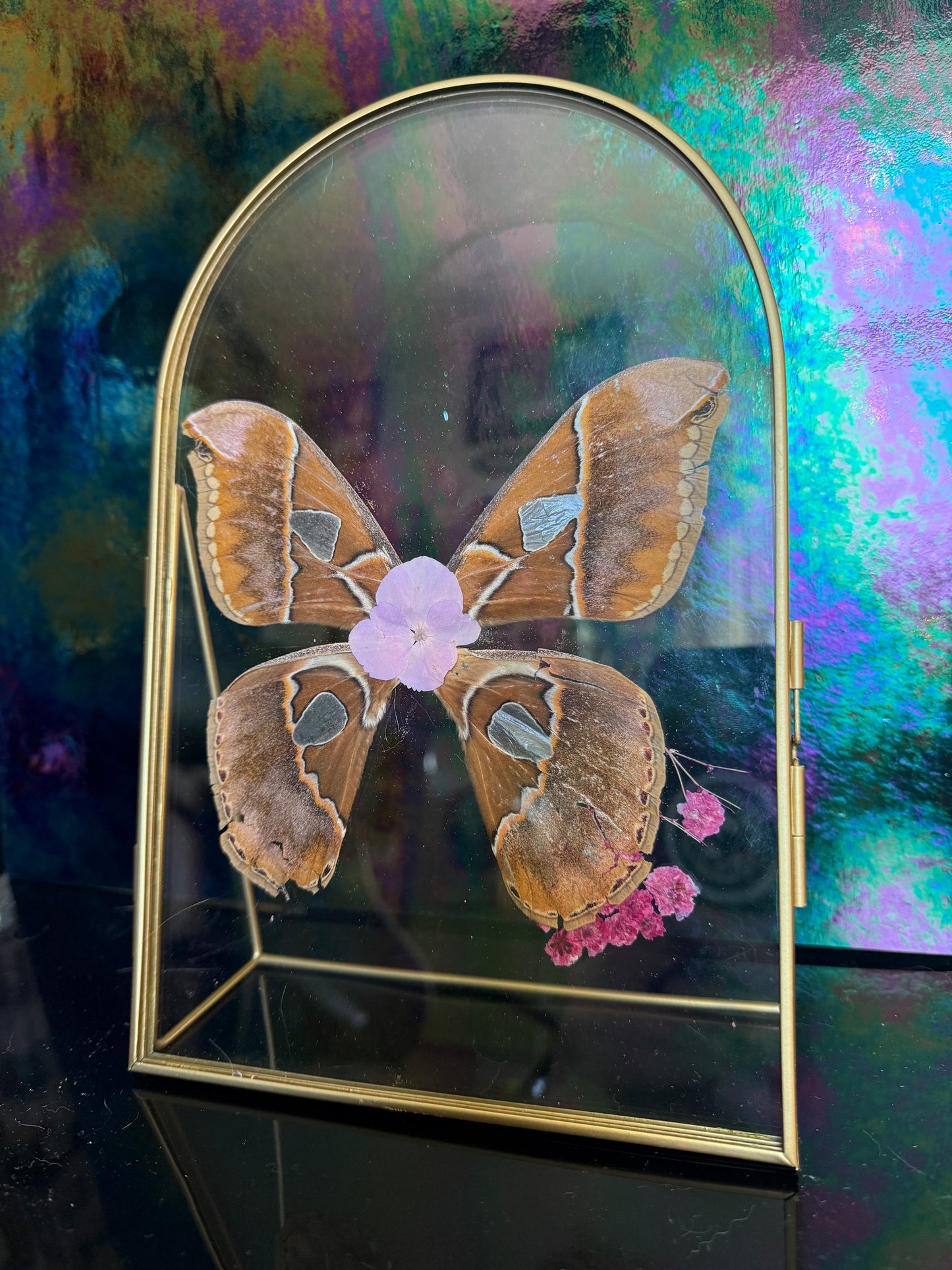 Flora & Fauna Frames — Winged Botanicals