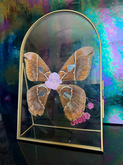 Flora & Fauna Frames — Winged Botanicals