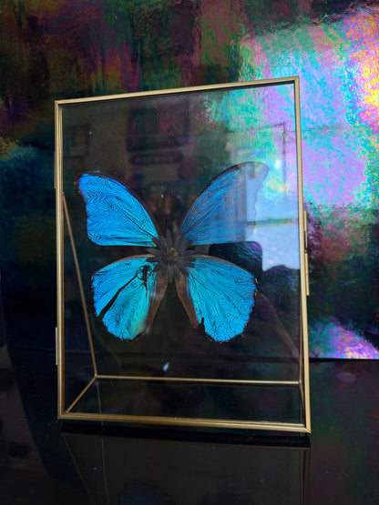 Flora & Fauna Frames — Winged Botanicals