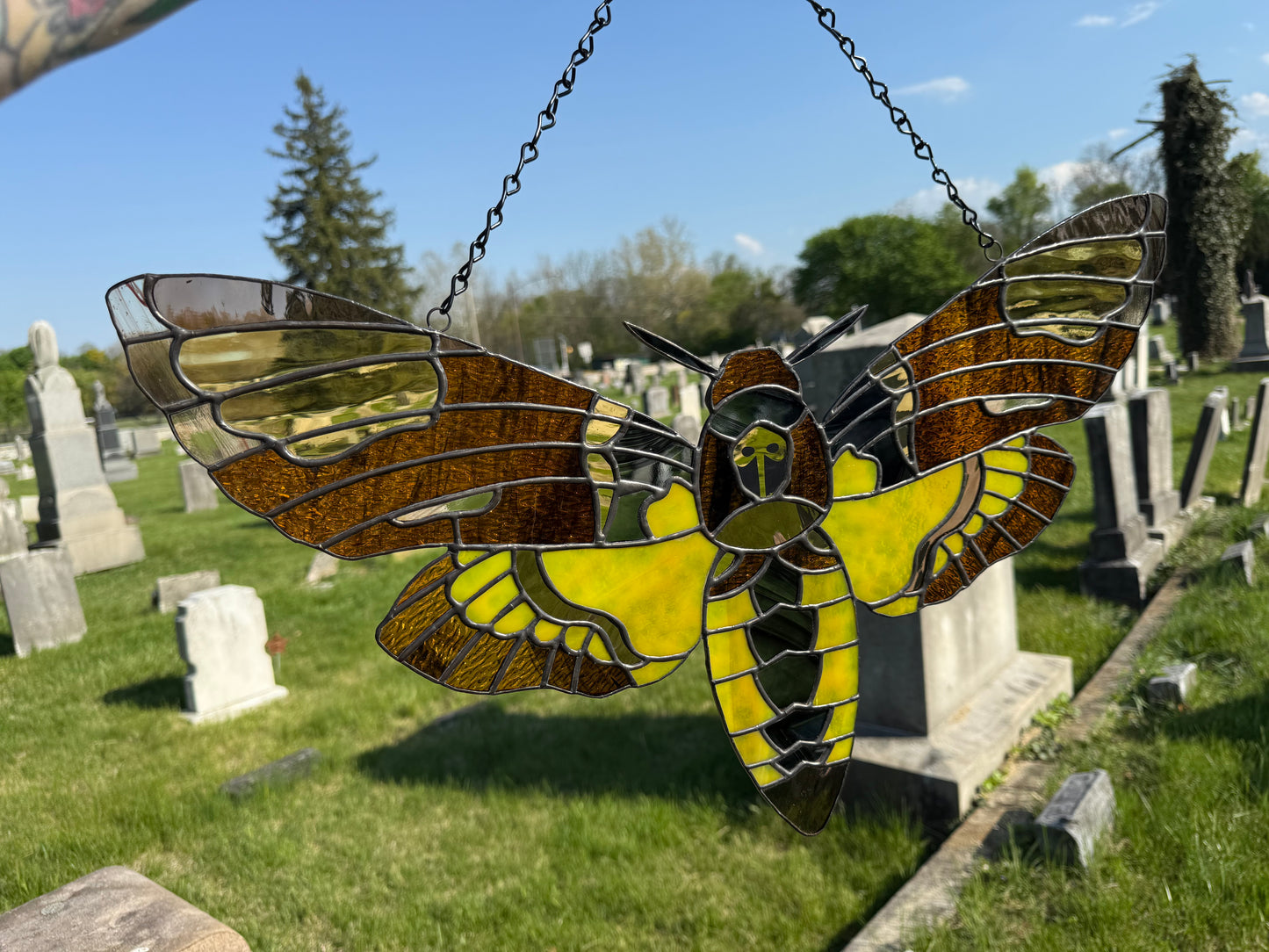 Death's Head Hawk Moth