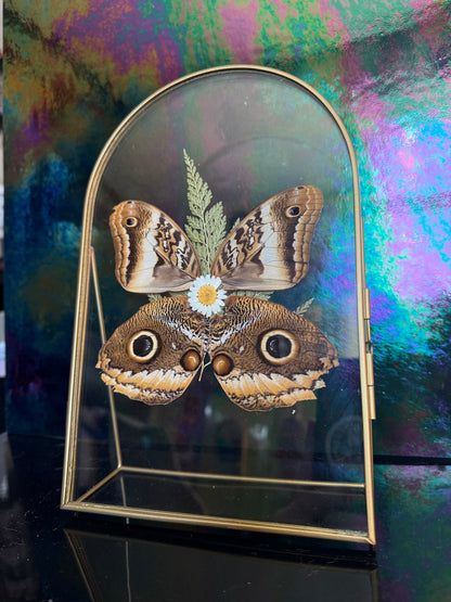 Flora & Fauna Frames — Winged Botanicals
