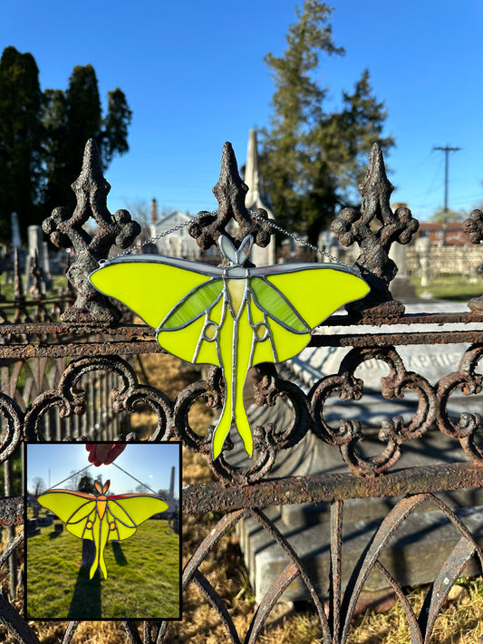 Flora the Luna Moth
